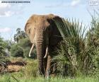 Ελέφαντας στη ζούγκλα